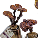 /fileuploads/Produtos/Plantas Naturais/thumb__Lingzi_02.jpg